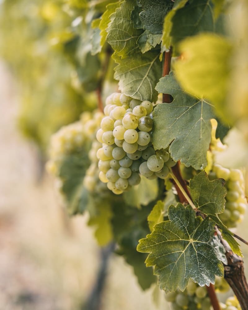 Fränkisches Weinland Weinanbaugebiet