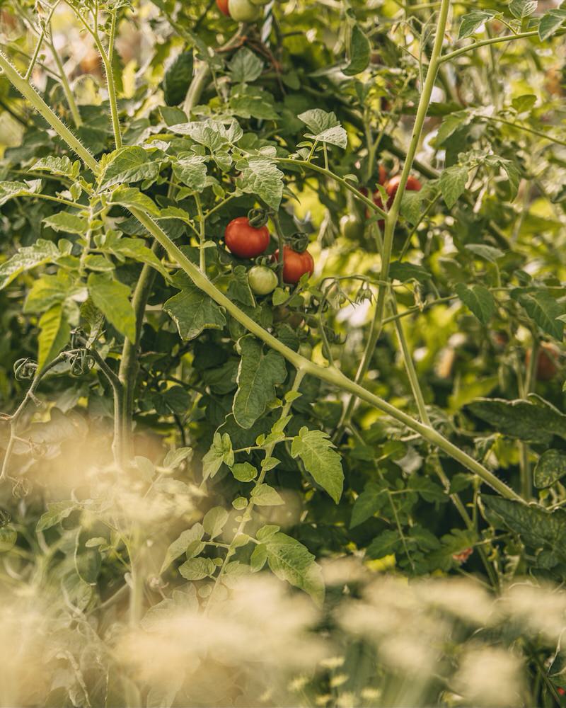 Tomaten im Gewächshaus