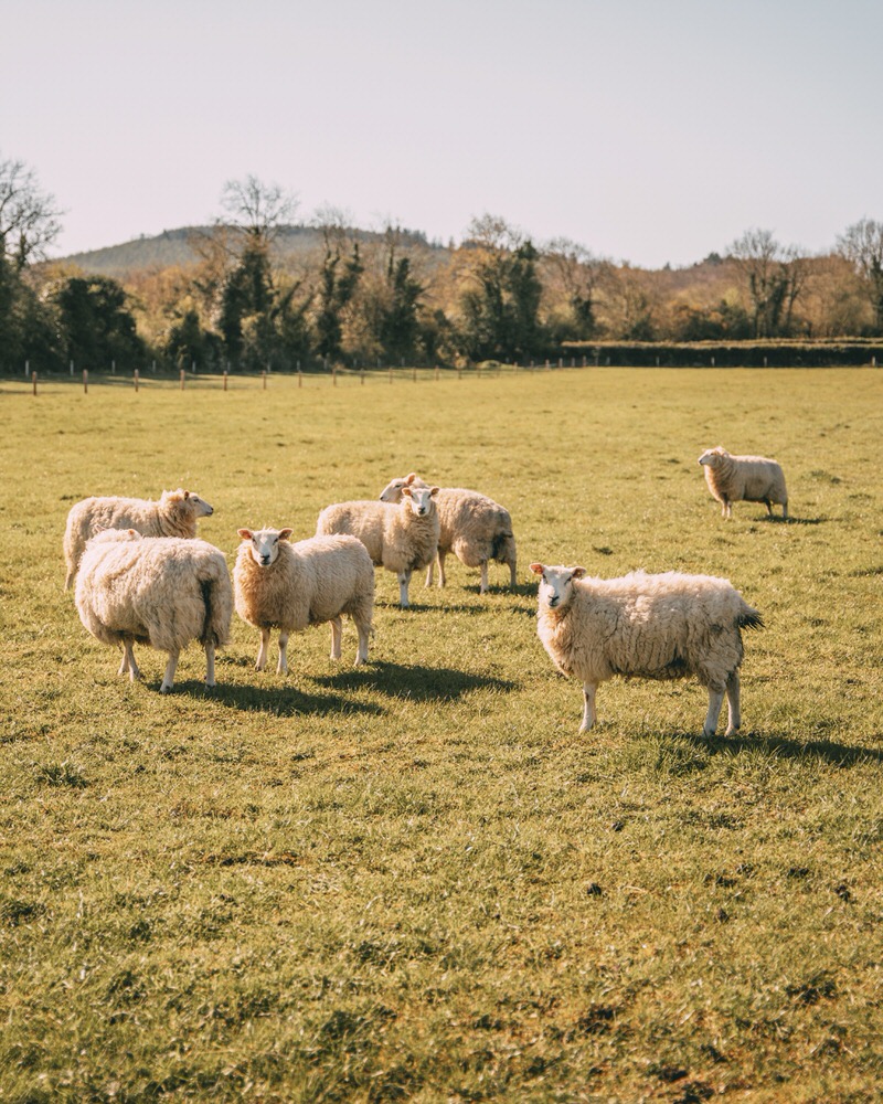 Schafe Portlaoise Irland