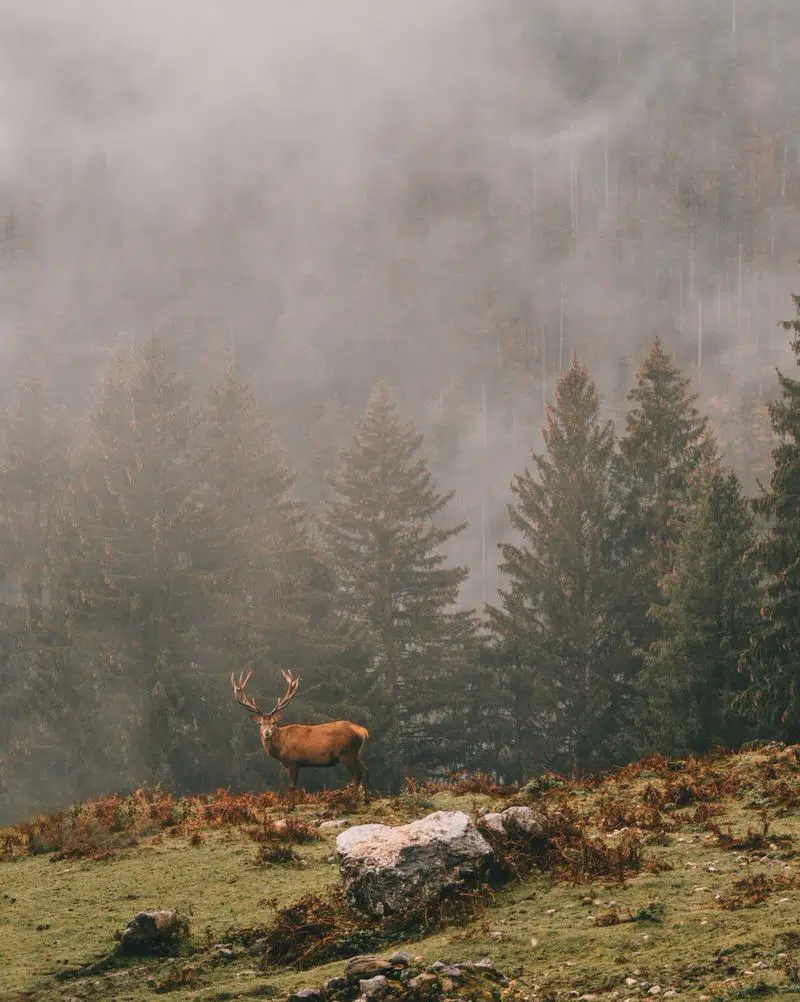 Wildtiere im Herbst schützen