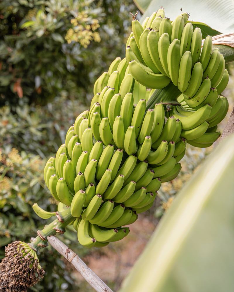Bio Bananen Teneriffa