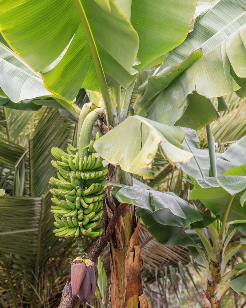 Öko Bananenplantage Teneriffa