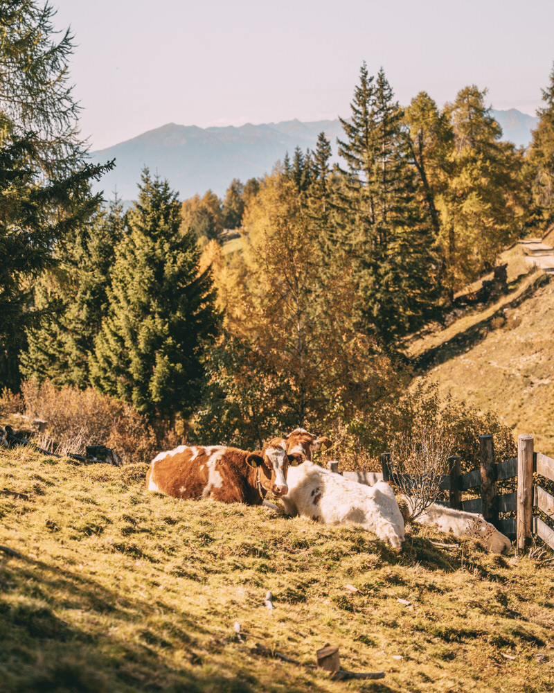 Wandern Lüsner Alm