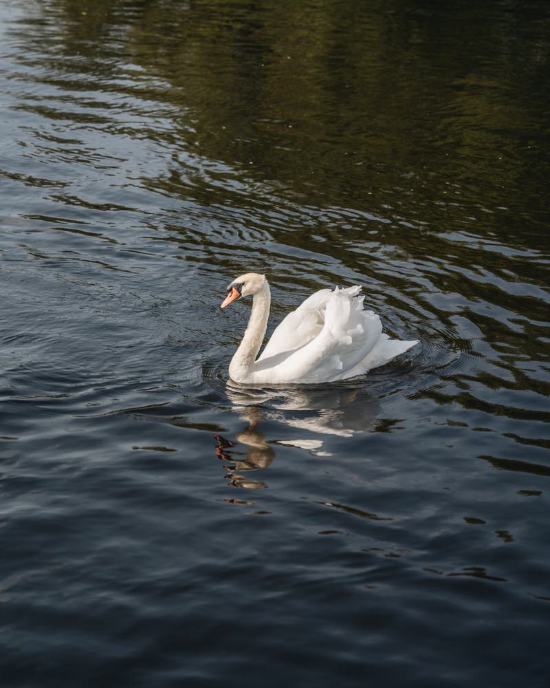 Schwan auf dem Shannon River