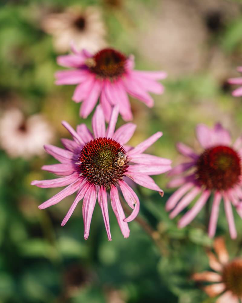 Bergila Kräutergarten