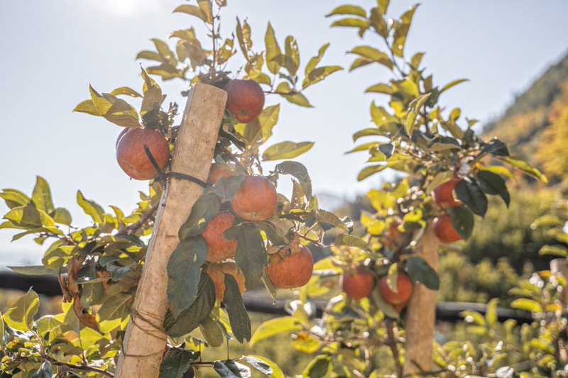 Marlinger Waalweg Südtirol im Herbst