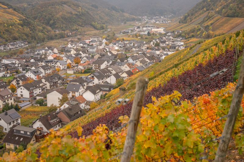 rotweinwanderweg-im-ahrtal-im-herbst