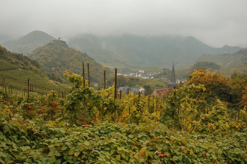 rotweinwanderweg-weinreben