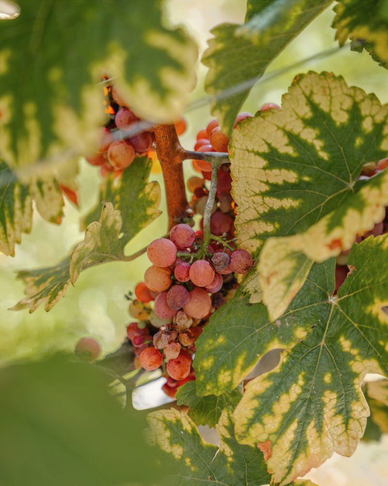 Weinreben in Südtirol im Herbst