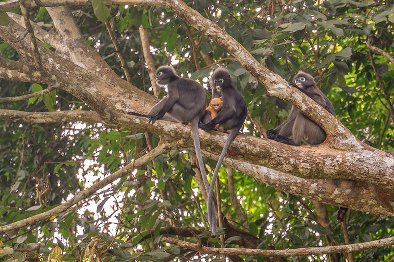 penang-malaysia-botanischer-garten