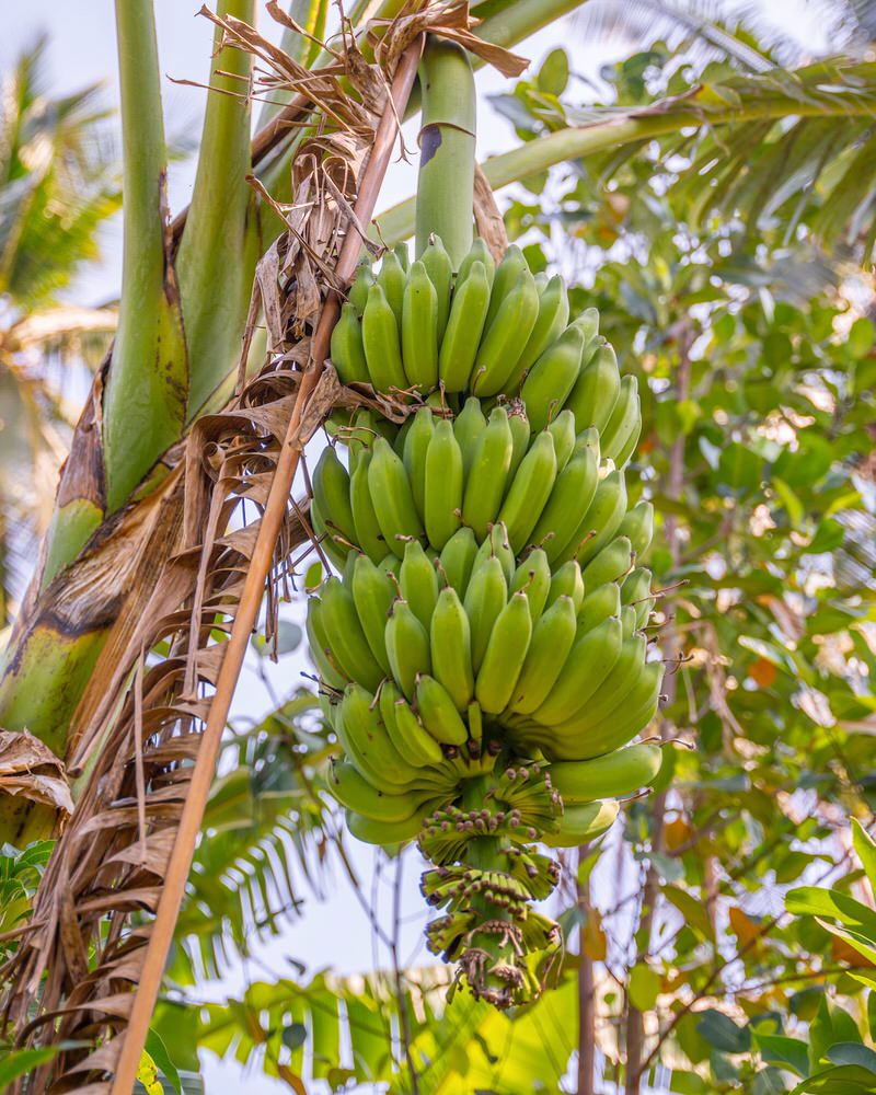 ronnies-organic-coconut-garden