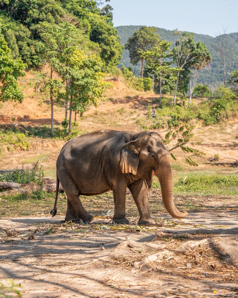 Elefant auf Koh Chang Thailand