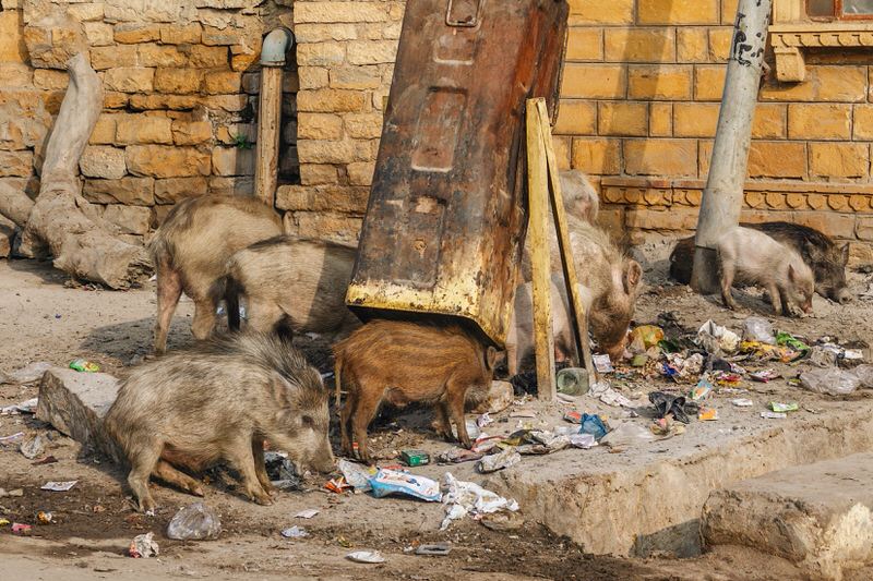 Indien Schweine im Müll