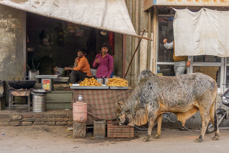 Kulturschock Indien Kuh auf der Straße