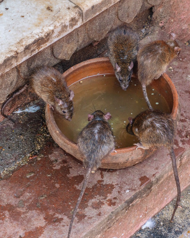 Ratten in Indien