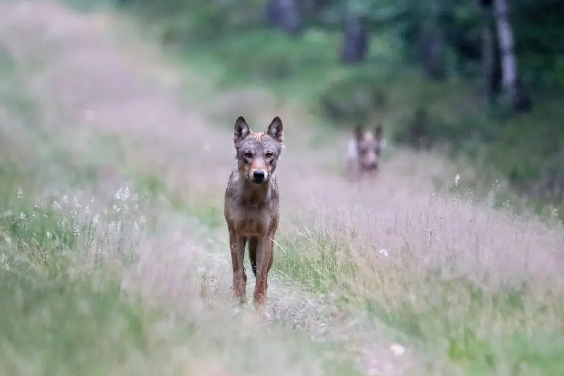 Wolf in der Göhrde Kenny Kenner