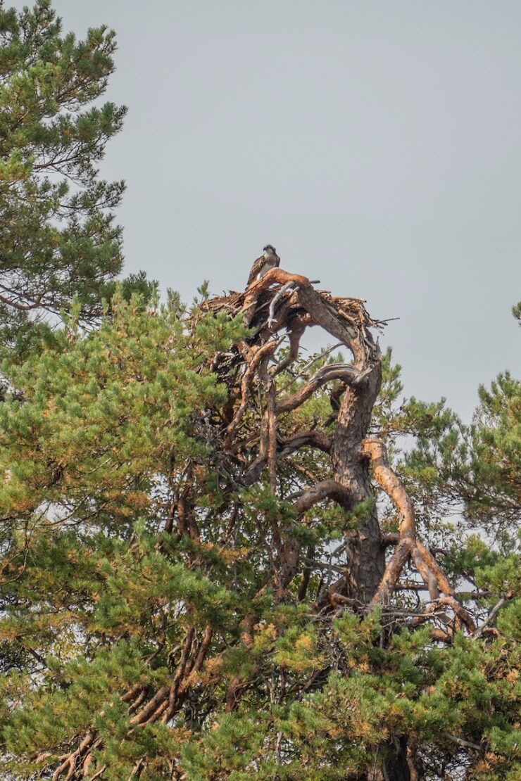 Fischadler im Åsnen Nationalpark
