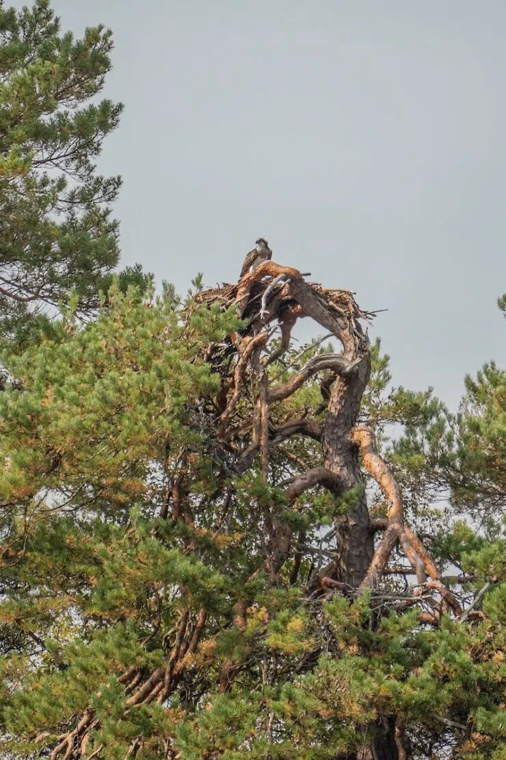 Fischadler im Åsnen Nationalpark