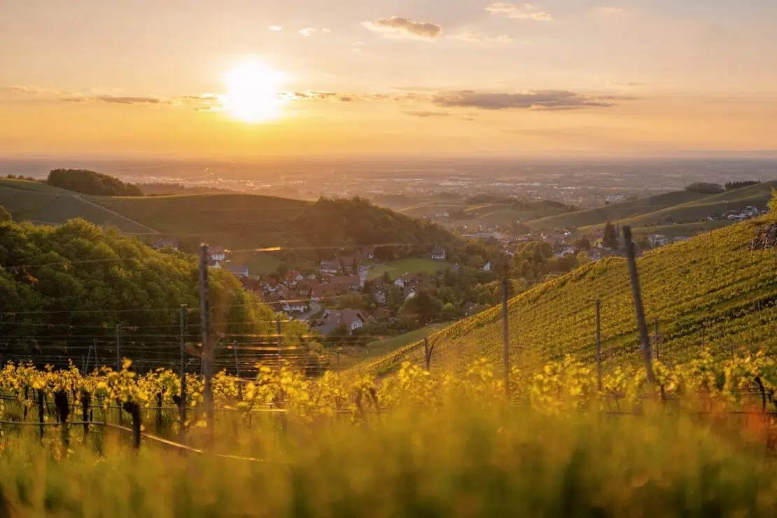 Baden Weinanbaugebiete Deutschland