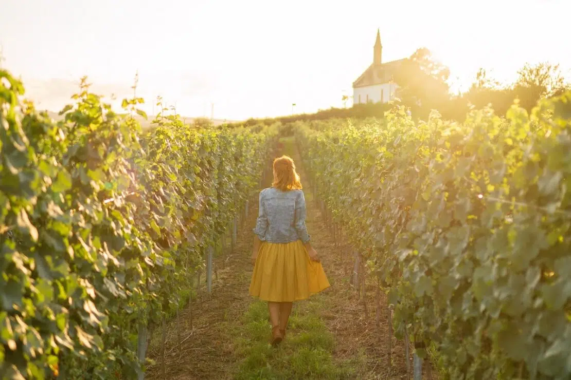 Die schönsten Weinanbaugebiete in Deutschland