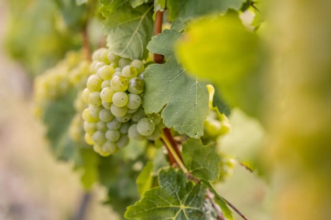 Die schönsten Weinhotels und Weingüter zum Übernachten