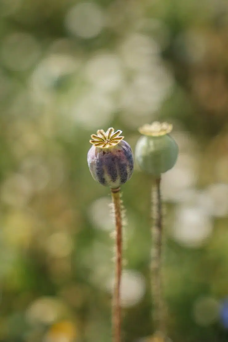Genussregion Waldviertel Österreich Graumohn