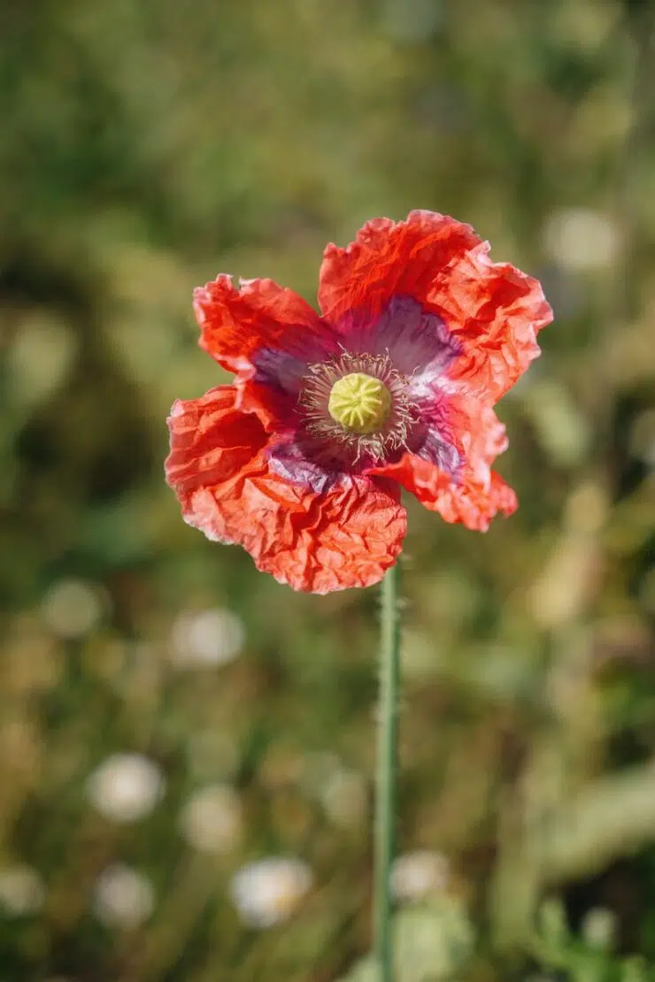 Graumohn im Waldviertel