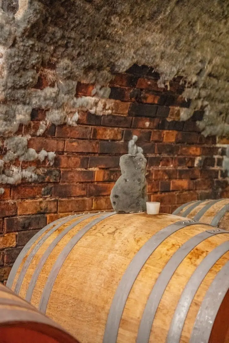 Kellerkatze im Weinviertel Österreich