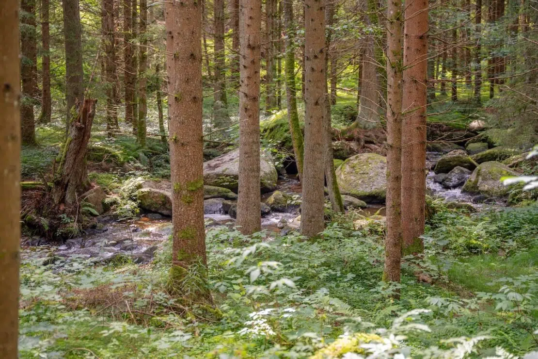 Klauskapelle Wanderung im Waldviertel