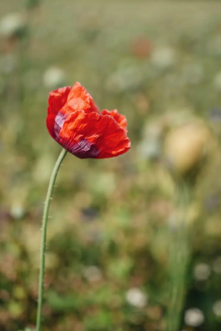 Mohn im Waldviertel Österreich