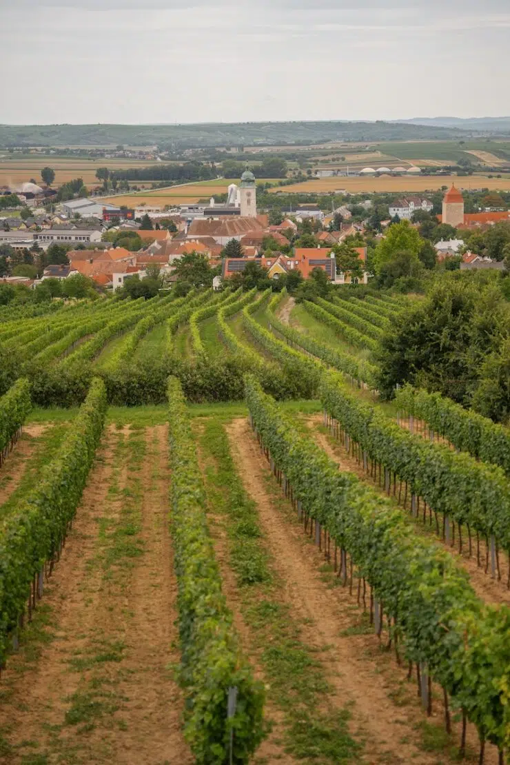 Urlaub beim Winzer Weinwanderung