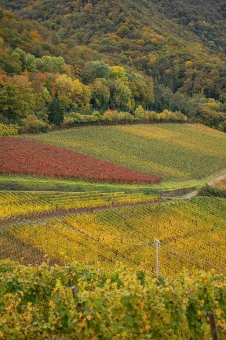 Urlaub im Weinhotel