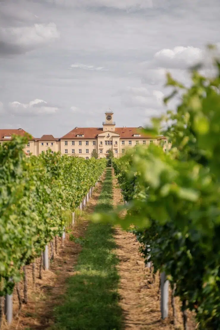 Weinanbaugebiete Deutschland Pfalz