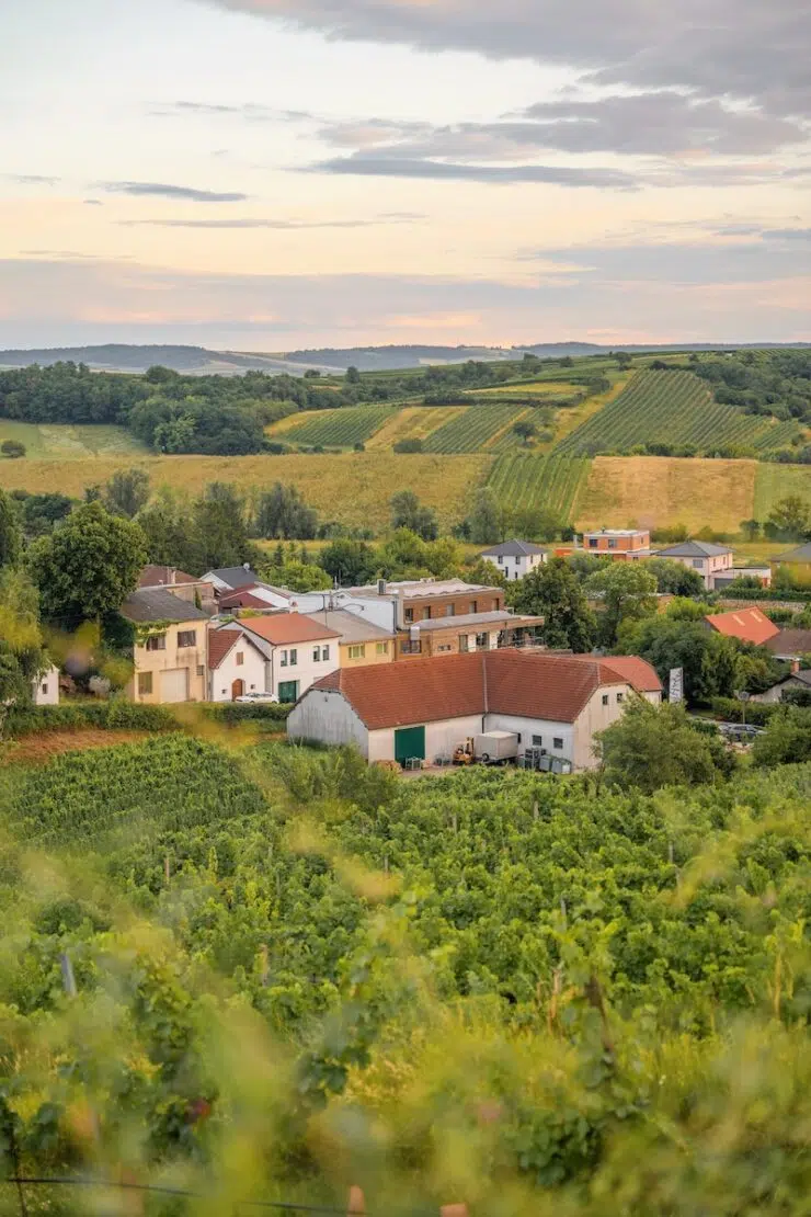 Weinviertel Sehenswürdigkeiten und Tipps für Weingüter