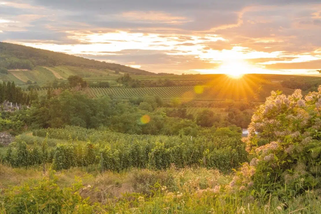 Weinwanderweg Hundschupfen im Weinviertel Ausflugsziele