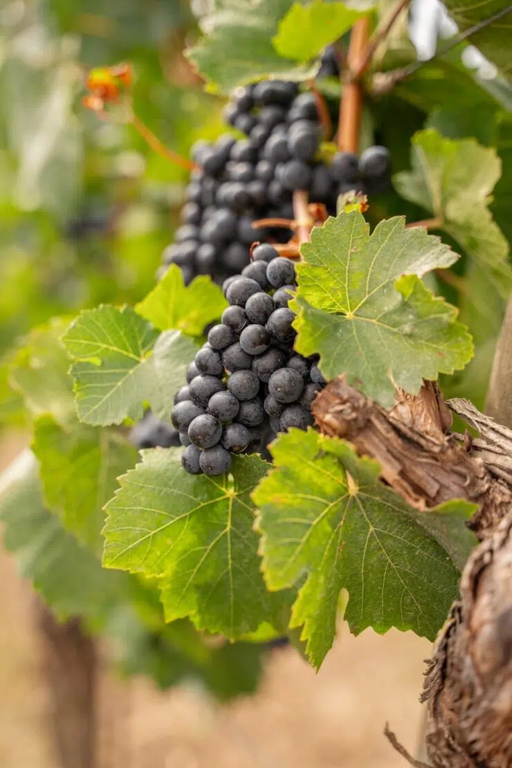 Übernachten im Weingut mit Weinprobe