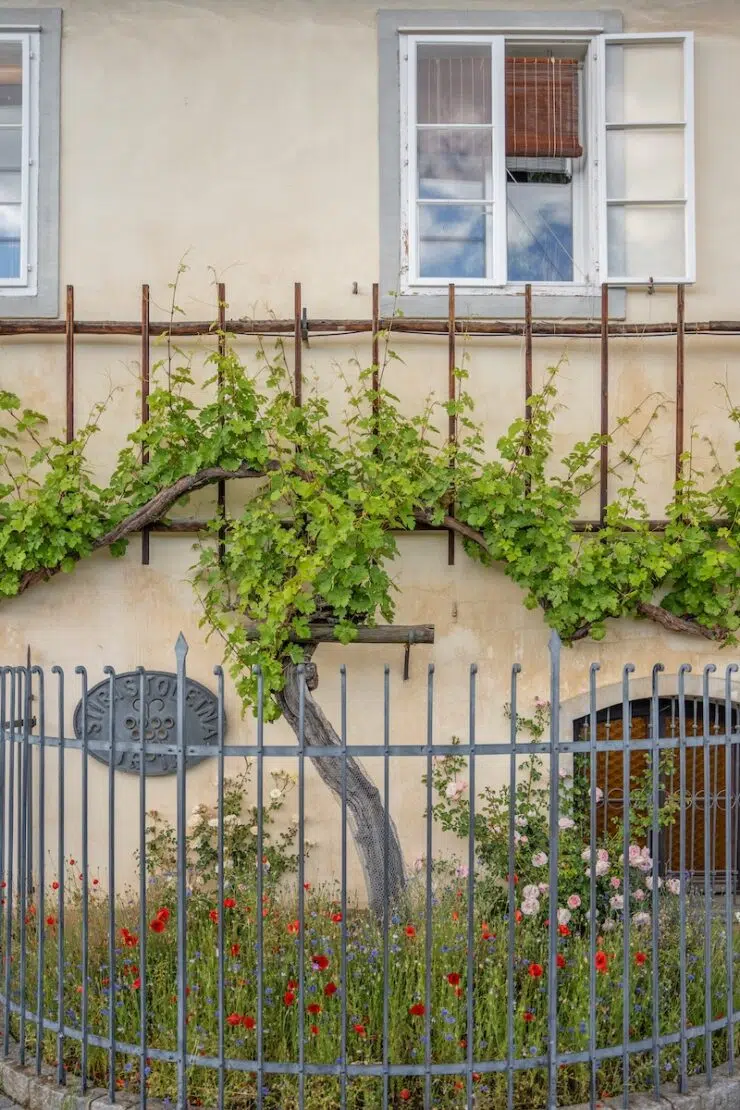 Älteste Weinrebe der Welt in Maribor Slowenien