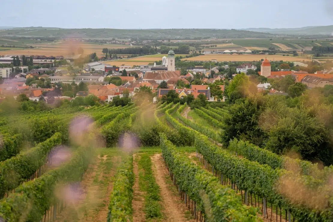 Weinreisen ins Weinviertel in Österreich