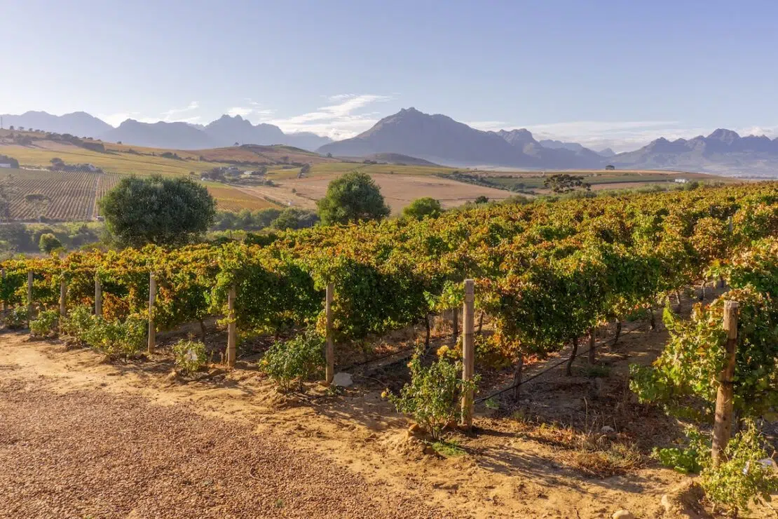 Weinreisen nach Südafrika Stellenbosch