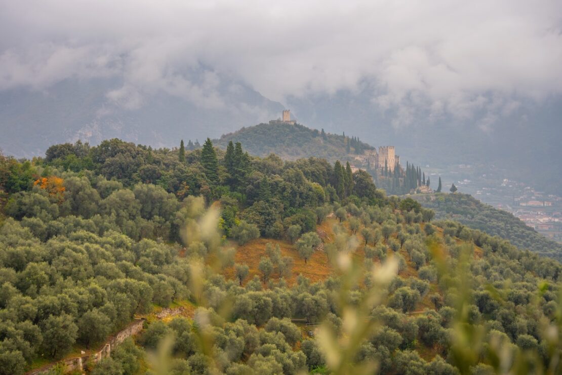 Olivenhain von Arco im Garda Trentino