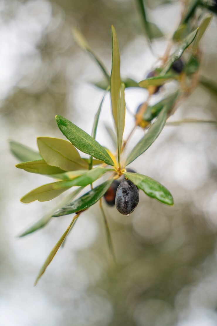 Olivenpfad in Arco Garda Trentino Tipps