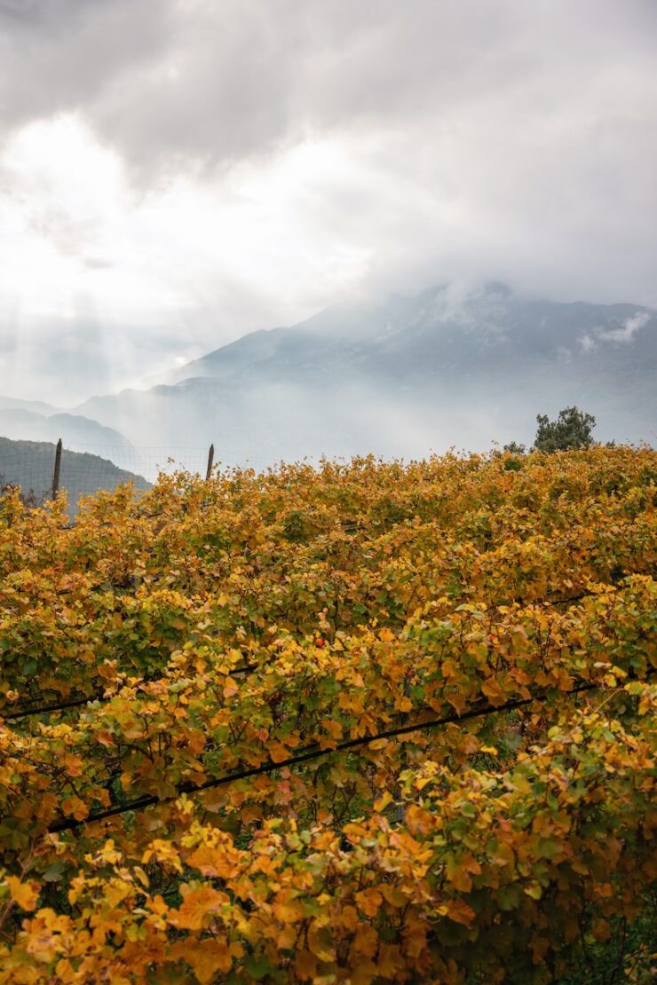 Weinregion Garda Trentino am Gardasee