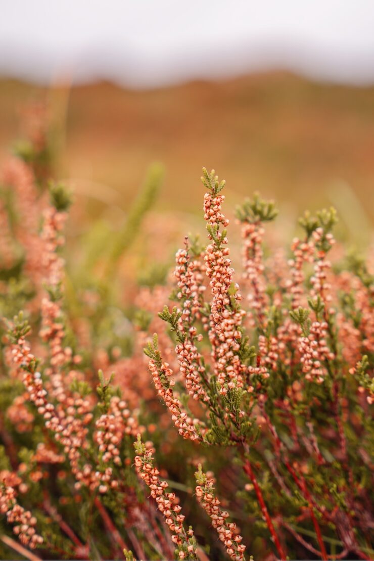 Braderuper Heide im Herbst auf Sylt