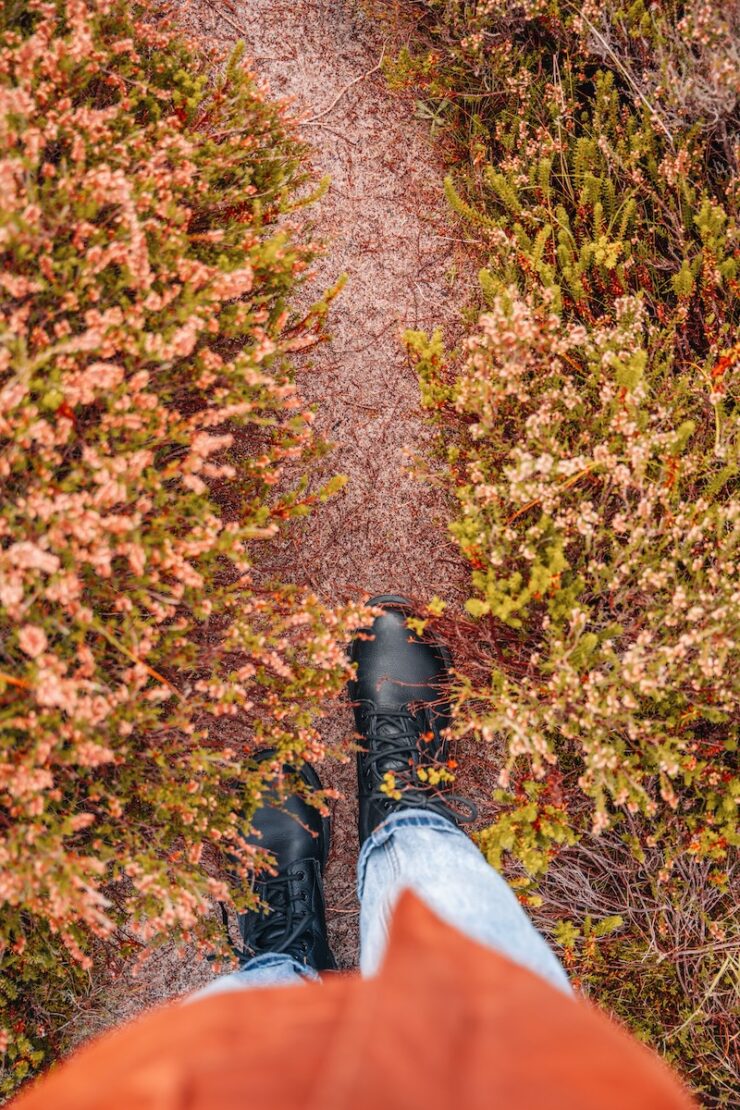 Wann blüht die Braderuper Heide