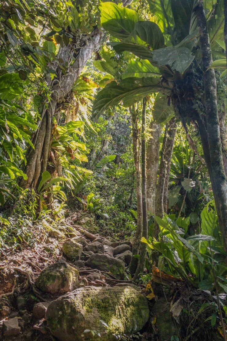 Gros Piton Nature Trail auf Saint Lucia