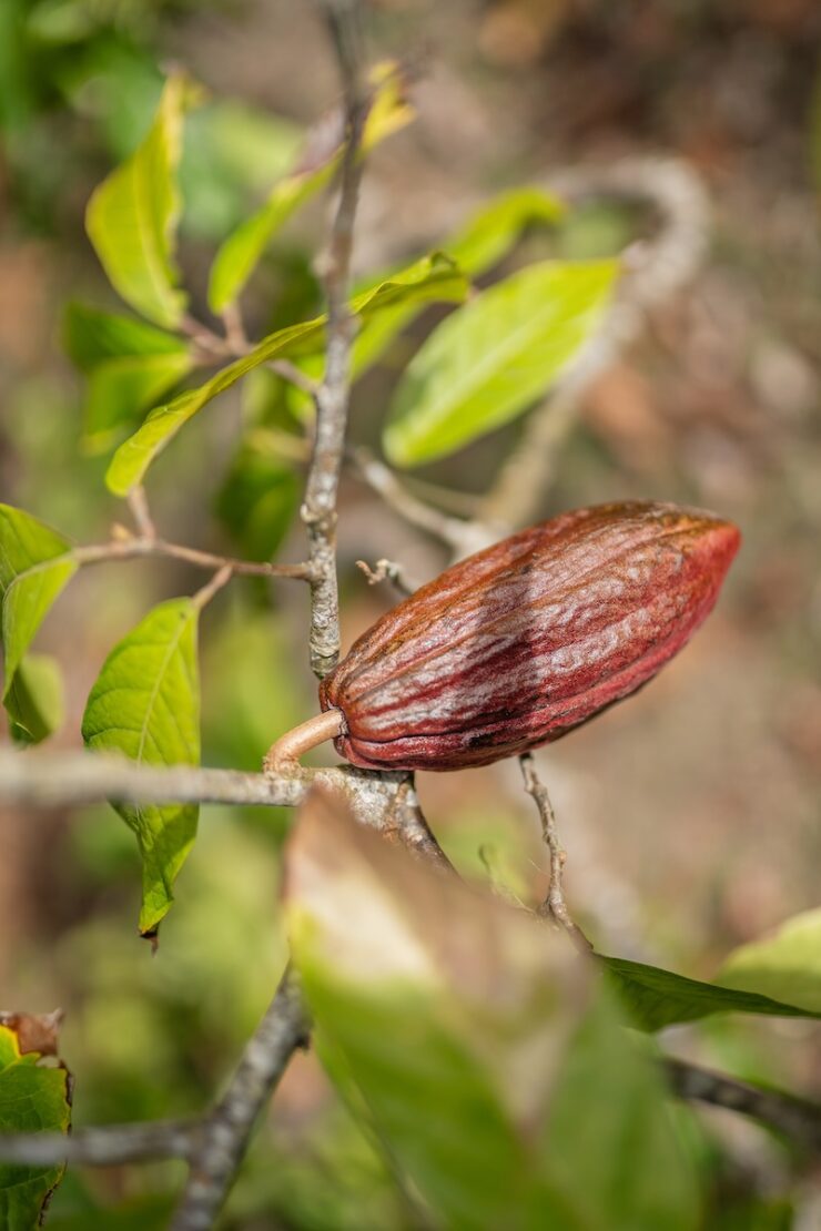 Kakaoplantage auf Saint Lucia in der Karibik
