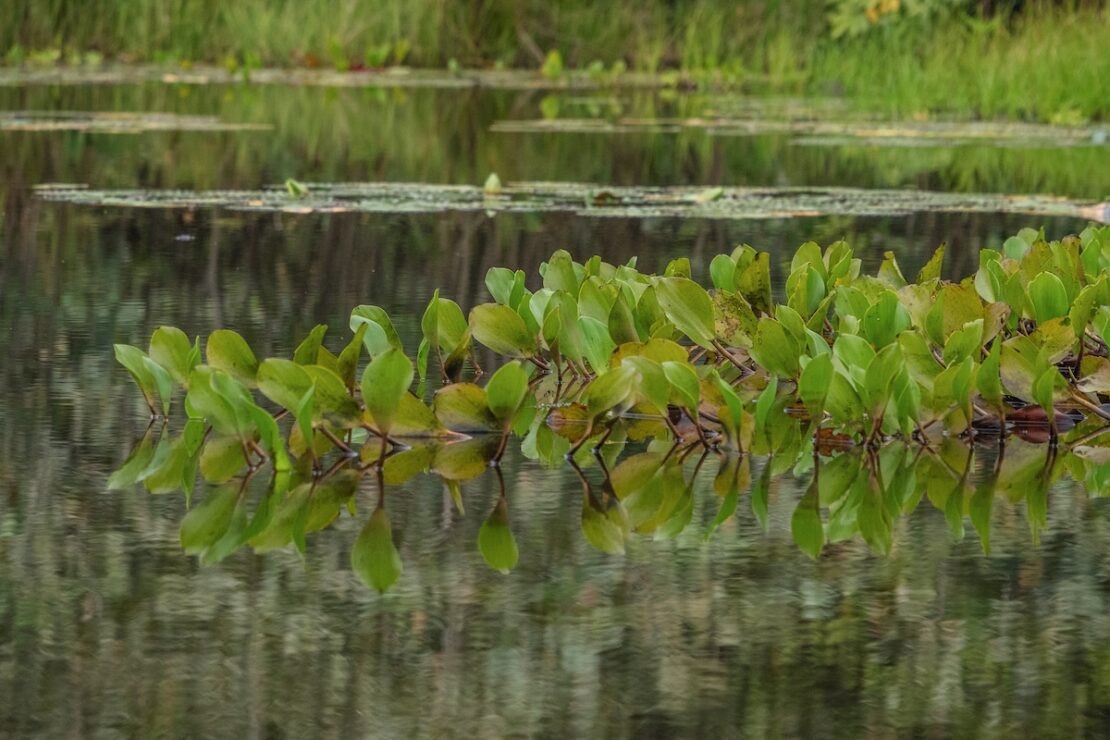 Amazonas Regenwald Puerto Maldonado Peru