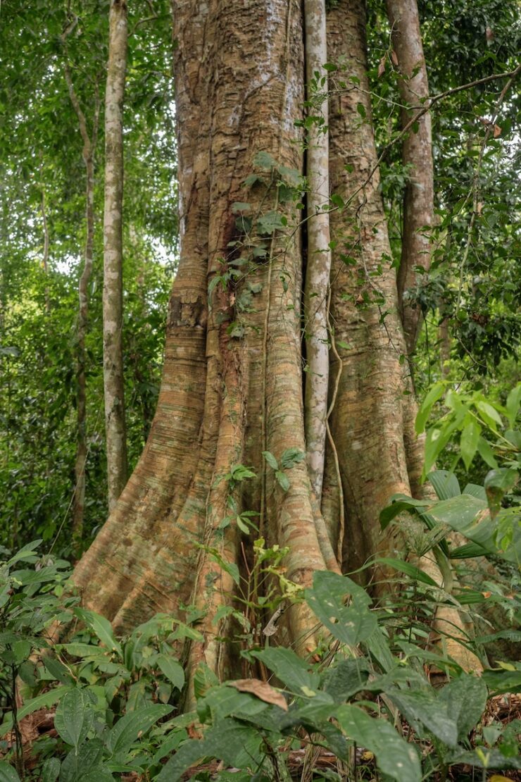 Baum im Dschungel von Puerto Maldonado in Peru