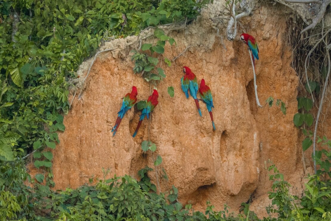 Collpa Chuncho Ara-Lehmlecke im Tambopata-Reservat in Peru
