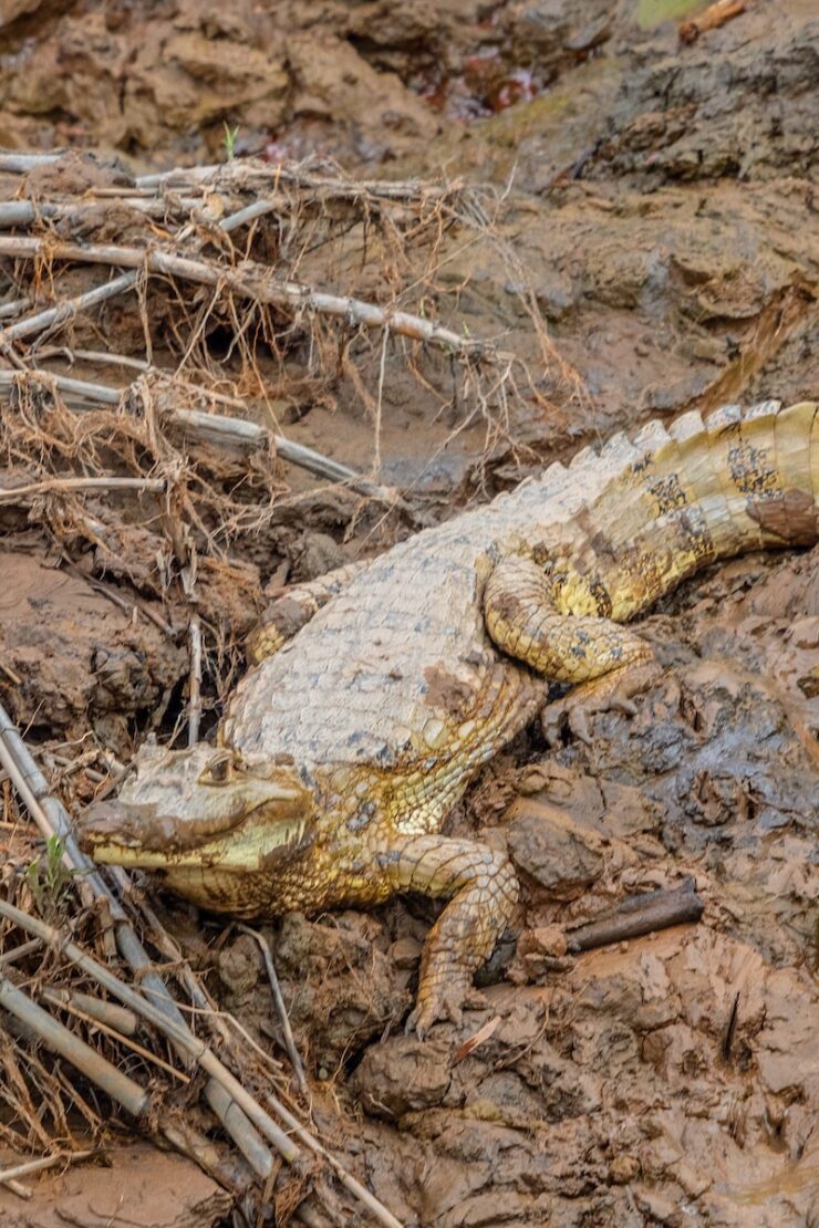 Kaiman im Dschungel von Peru bei Puerto Maldonado